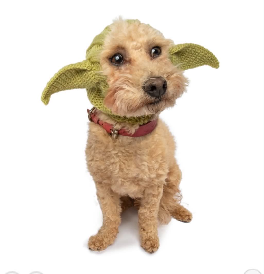 Alien - Inspired Knit Dog Snood Wrap